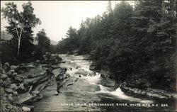 Lower Falls, Ammonoosuc River, White Mountains Postcard