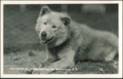 Old Covak, Ed. Clark's Sled Dog Leader Postcard