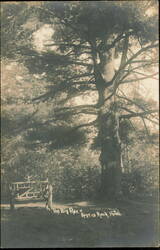 "The Big Pine" and Rustic Bench, Rogers Rock Hotel Postcard