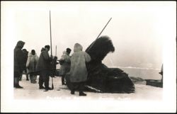 Baleen of Bowhead Whale Postcard