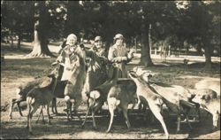 Three Women Feeding the Tame Deer Postcard