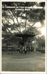 3rd Terrace on Tree at Coamo Springs Postcard