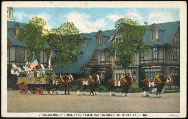 1933 Century of Progress Chicago Union Stock Yard 4-H Hitch Illinois