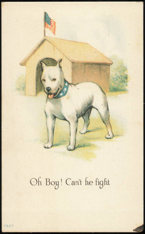 Oh Boy! Can't He Fight Patriotic White Pit Bull Dog