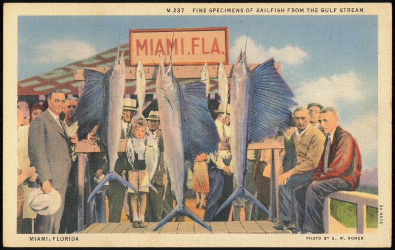 Fine Specimens of Sailfish from the Gulf Stream Miami Florida
