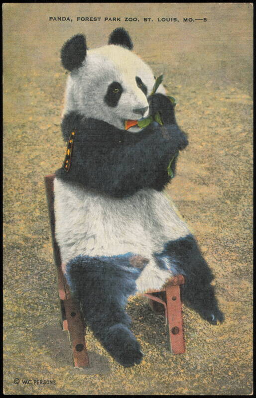 Panda Sitting on a Chair, Forest Park Zoo St. Louis Missouri