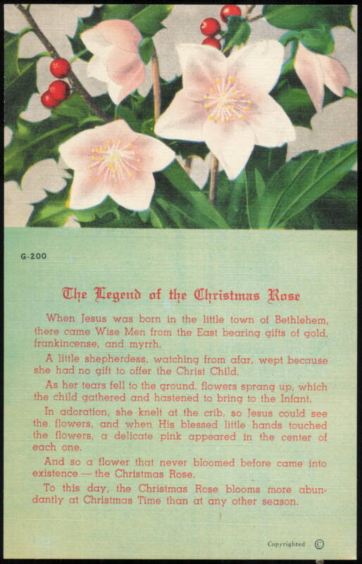 The Legend of the Christmas Rose with Holly Berries