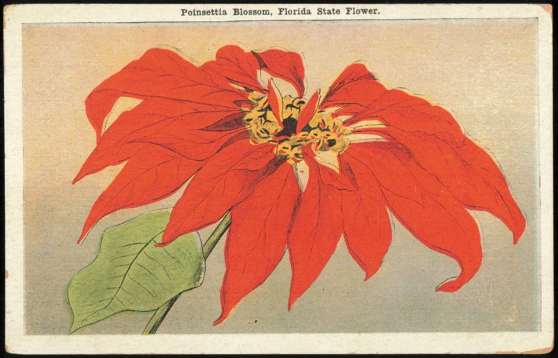 Poinsettia Blossom, State Flower Florida State Flowers & Seals