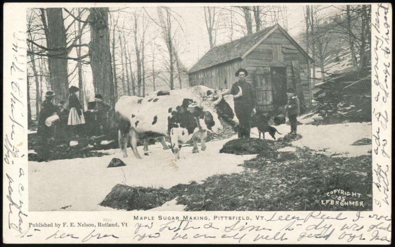1905 Maple Sugar Making with Oxen Team & Sugar Shack Pittsfield Vermont