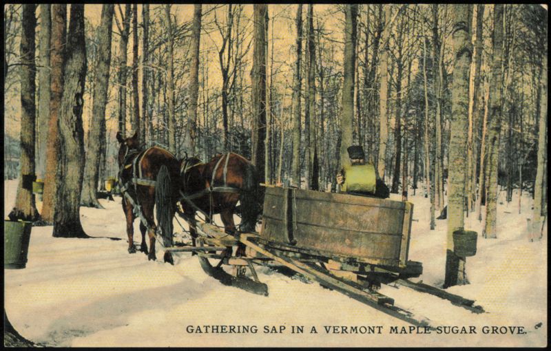 Gathering Sap in a Vermont Maple Sugar Grove
