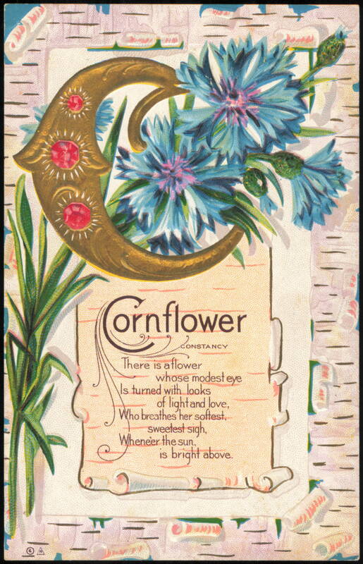 Cornflower Constancy Motto Series No 6, E. Nash Flowers