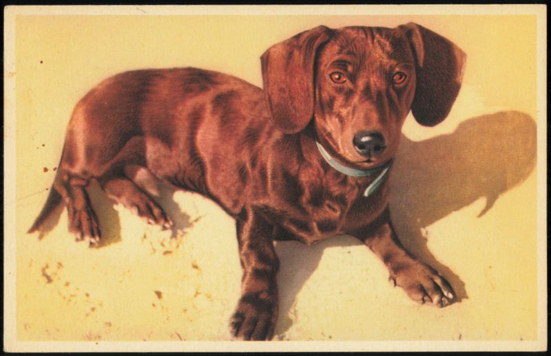 Brown Dachshund with Blue Collar, Alfred Mainzer Dachshunds