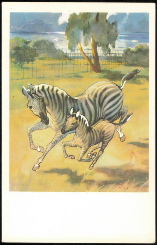Gallop Zebras Illustration by Stroganova & Alekseev