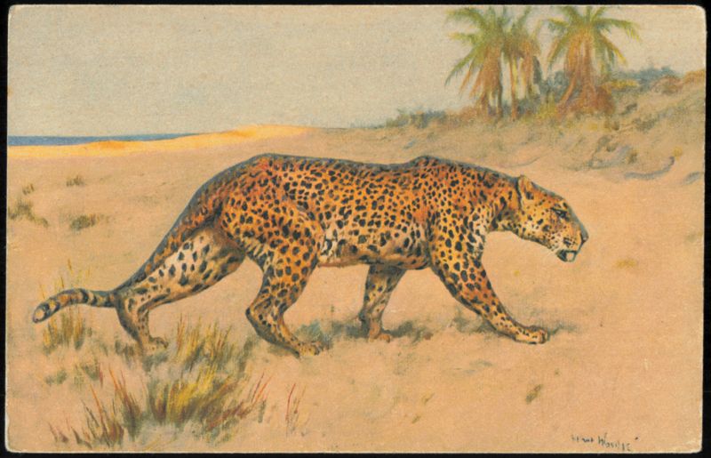 Leopard in Tropical Landscape by Ernest Wood Cats