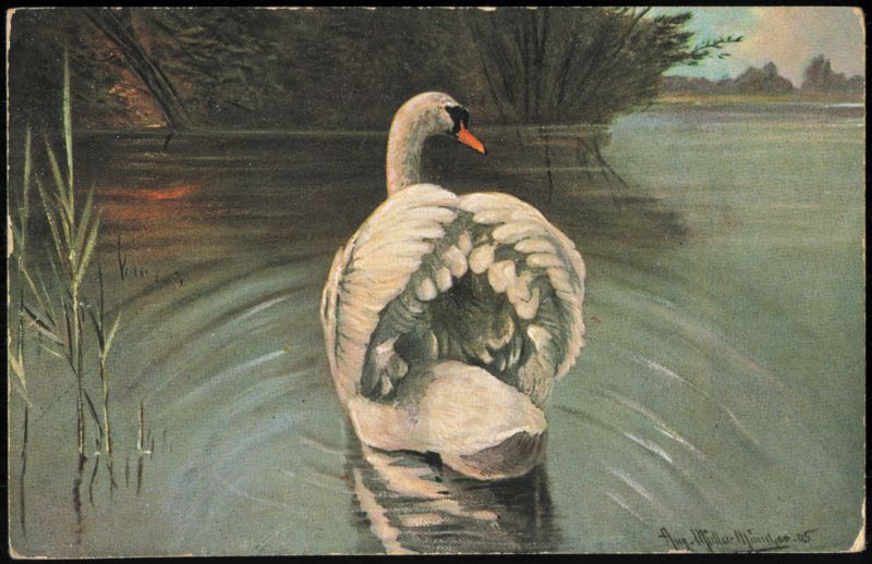 Swan on Water Painting by August Müller-München Birds