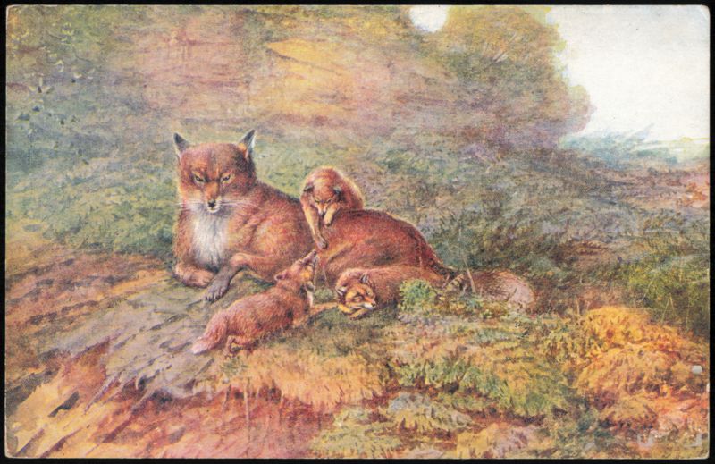 Fox Family with Cubs Resting in Natural Landscape