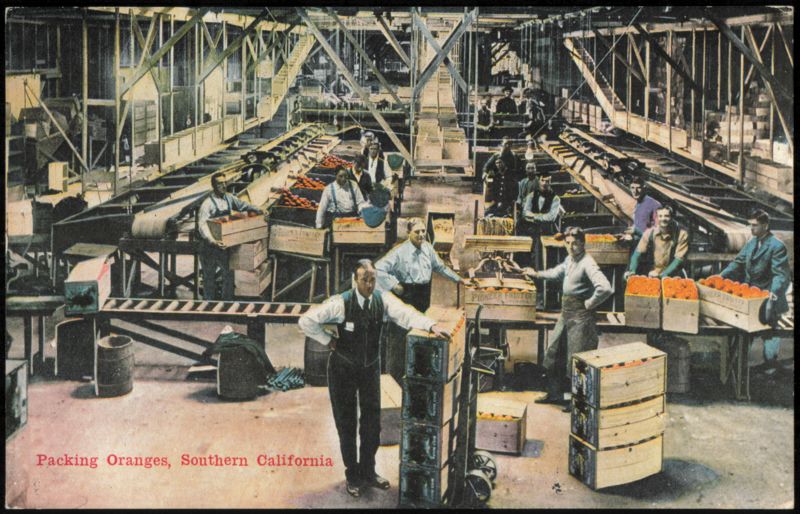 Packing Oranges at Pioneer Fruit Co. California