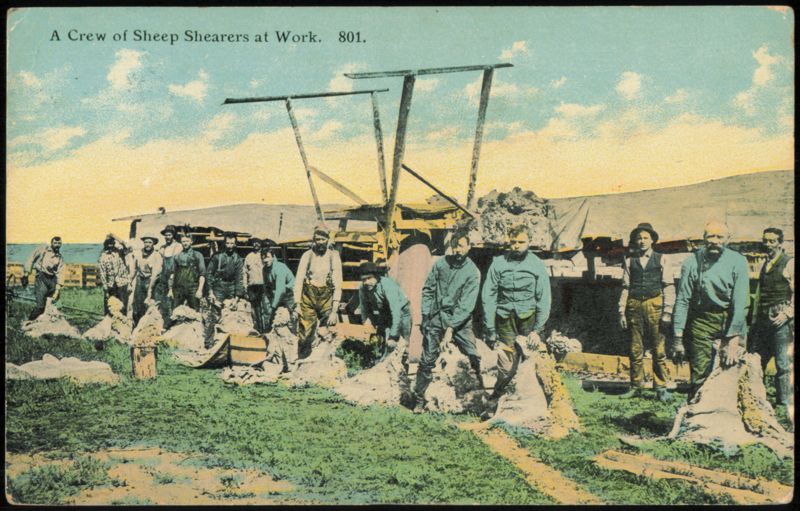 Crew of Sheep Shearers at Work with Wool Fleeces Chinook Montana