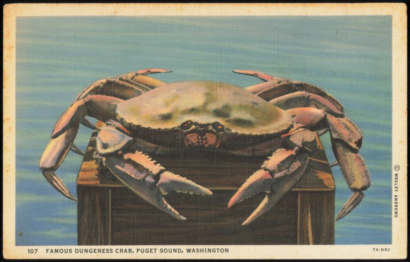 Famous Dungeness Crab, Puget Sound Washington Wesley Andrews