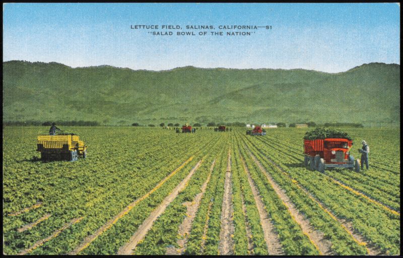 Lettuce Field, Salad Bowl of the Nation Salinas California