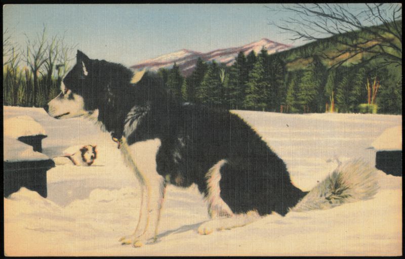 Eda, Eskimo Sled Dog at Clark's Ranch, Souvenir Ticket North Woodstock New Hampshire