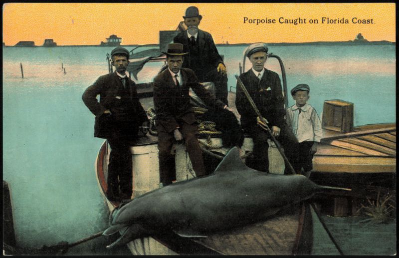 Porpoise Caught on Florida Coast with Fishermen Fishing