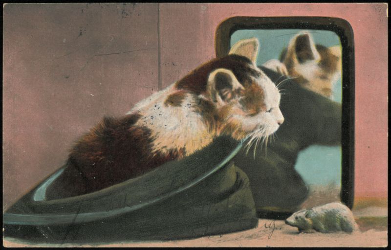 Calico Kitten in Hat Looking in Mirror with Toy Mouse