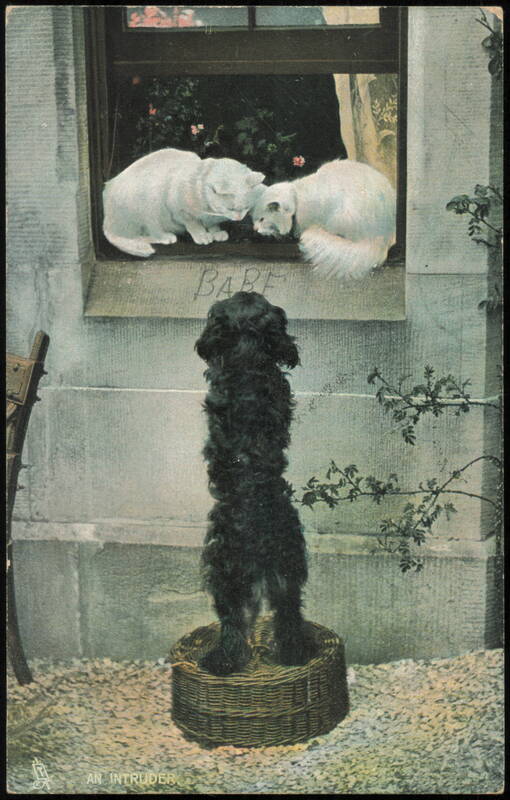 An Intruder - Two White Cats and Black Dog at Window