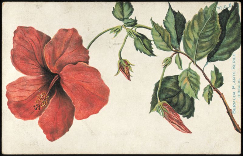 Bermuda Plants Series Red Hibiscus Flower M.D.B. Flowers