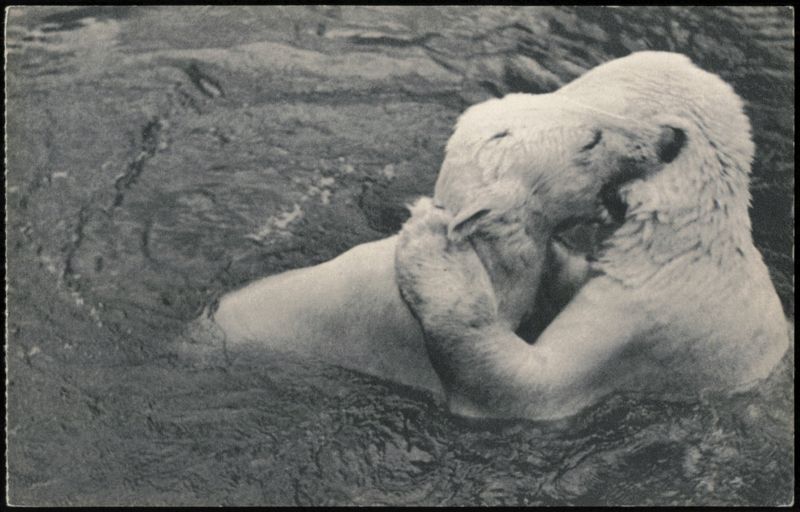 Polar Bears Frolicking in Pool, Parc Zoologique de Paris France