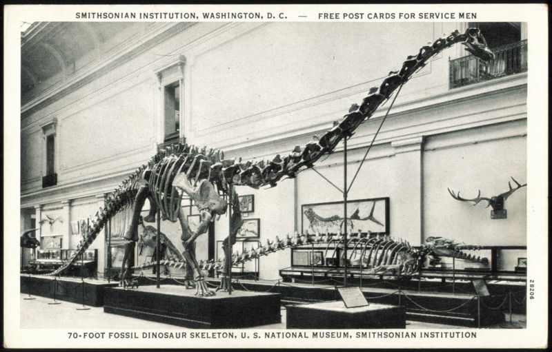 70-Foot Fossil Dinosaur Skeleton, Smithsonian Institution Washington District of Columbia