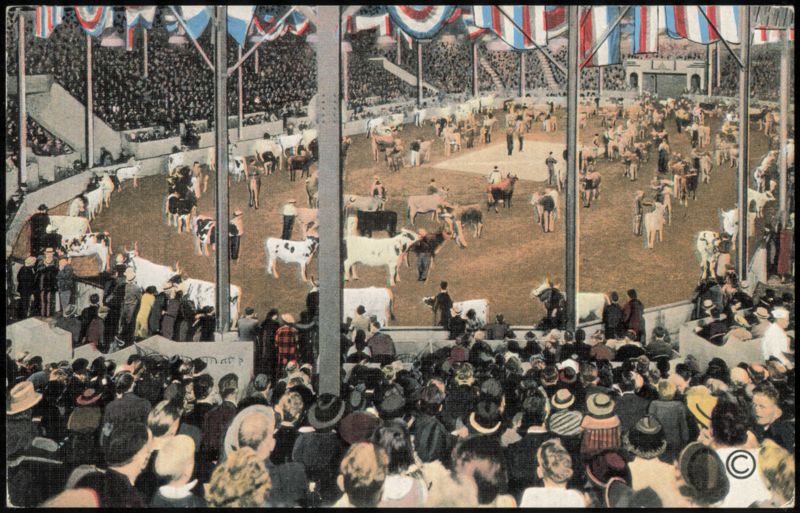 Parade of Champion Cattle, Dairy Cattle Congress Hippodrome Waterloo Iowa