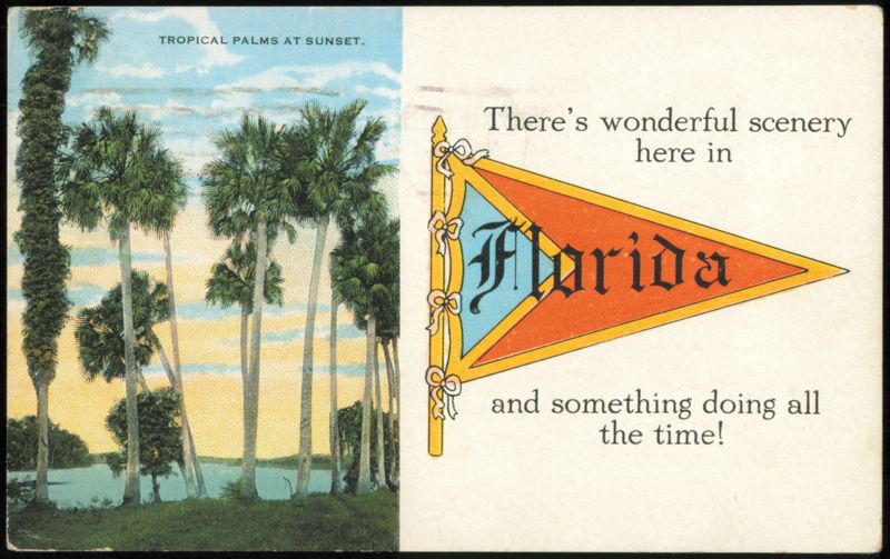 Tropical Palms at Sunset with Florida Pennant Graphic Orlando