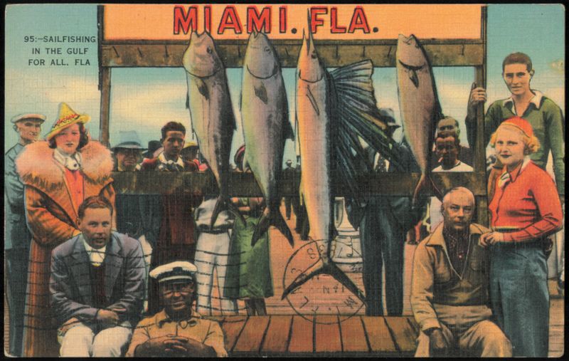 Sailfishing in the Gulf for All Miami Florida