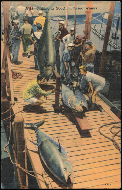 Fishing is Good in Florida Waters, Large Tuna Catch Miami