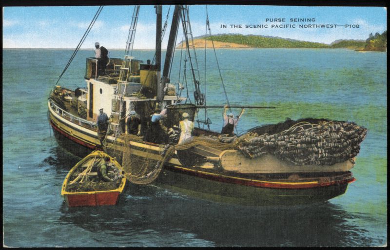 Purse Seining in the Scenic Pacific Northwest Washington