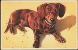 Brown Dachshund with Blue Collar, Alfred Mainzer Postcard