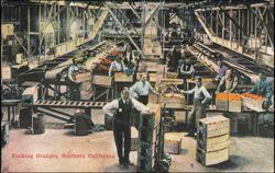Packing Oranges at Pioneer Fruit Co. Postcard