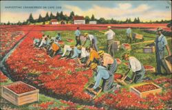 Harvesting Cranberries with Hand Scoops on Cape Cod Postcard