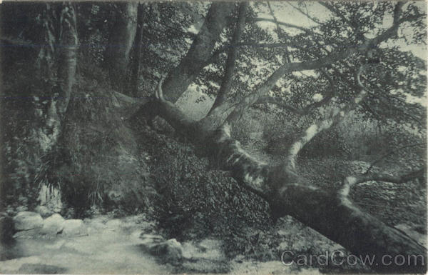 Nature scene, postmark Grand Rapids Michigan