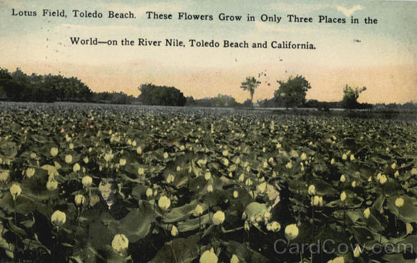 Lotus Field Toledo Beach Ohio