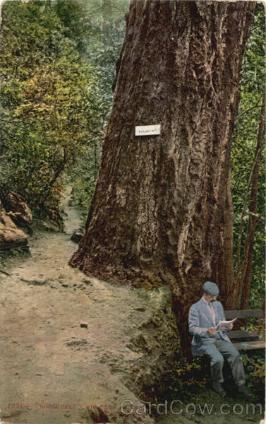 Roosevelt, Big Tree Shasta California
