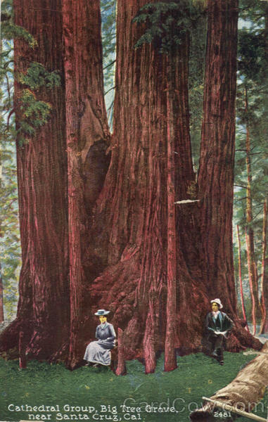 Cathedral Group, Big Tree Grove Santa Cruz California
