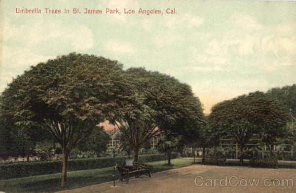 Umbrella Trees in St. James Park Los Angeles California