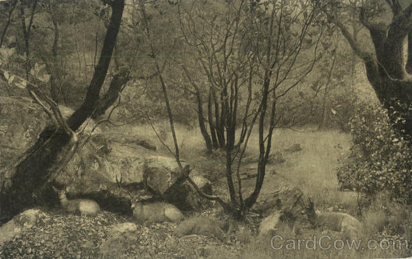 Group of Northern Black-Tail Deer, Golden Gate Park San Francisco California