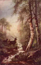 Dawn in the Forest Postcard