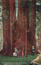 Cathedral Group, Big Tree Grove Santa Cruz, CA Postcard Postcard