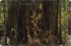 Ingersoll Cathedral Big Tree Grove Santa Cruz, CA Postcard Postcard