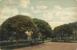 Umbrella Trees Postcard Postcard