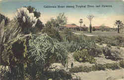 California Home among Tropical Trees and Flowers Postcard